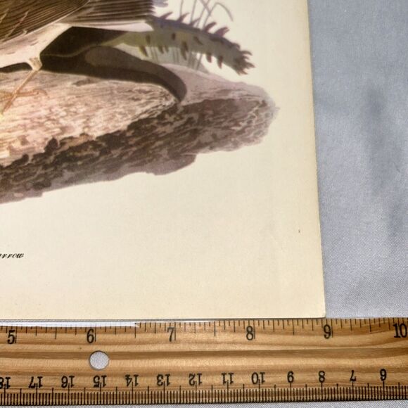 Vesper Sparrow Print Roger Tory Peterson Lithograph Audubon Birds of America - Picture 2 of 10